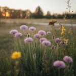 Prairie fleurie : semer la biodiversité pour un jardin vivant et résilient