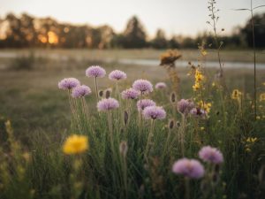 Prairie fleurie : semer la biodiversité pour un jardin vivant et résilient