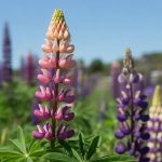 Graines de lupin : comment et pourquoi les intégrer à votre jardin