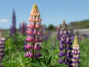 Graines de lupin : comment et pourquoi les intégrer à votre jardin