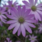 Gynostemma pentaphyllum : bienfaits et conseils de culture au jardin