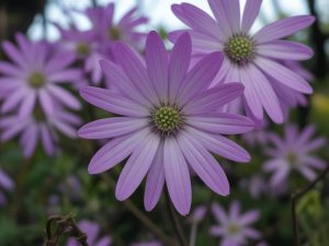 Gynostemma pentaphyllum : bienfaits et conseils de culture au jardin