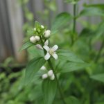 Verveine citronnelle : cultiver cette plante aromatique pour ses multiples usages