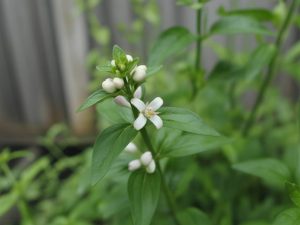 Verveine citronnelle : cultiver cette plante aromatique pour ses multiples usages