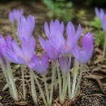 Colchique : comment planter, entretenir et multiplier cette fleur d’automne