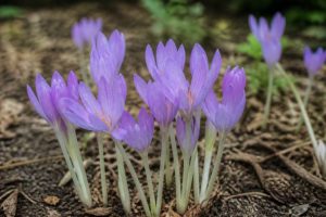 Colchique : comment planter, entretenir et multiplier cette fleur d’automne