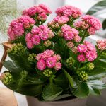 Kalanchoe : conseils d’entretien et astuces pour une belle floraison
