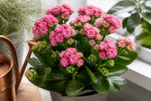 Kalanchoe : conseils d’entretien et astuces pour une belle floraison