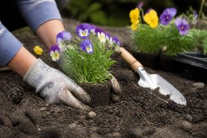 Viola : comment planter et entretenir cette fleur au jardin