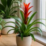 Guzmania : comment bien l’entretenir et le faire refleurir