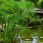 Papirusse, comment cultiver cette plante au jardin
