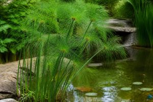 Papirusse, comment cultiver cette plante au jardin