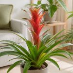 Bromelia : comment cultiver et entretenir cette plante tropicale en intérieur
