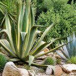 Agaves : comment les cultiver et les entretenir au jardin