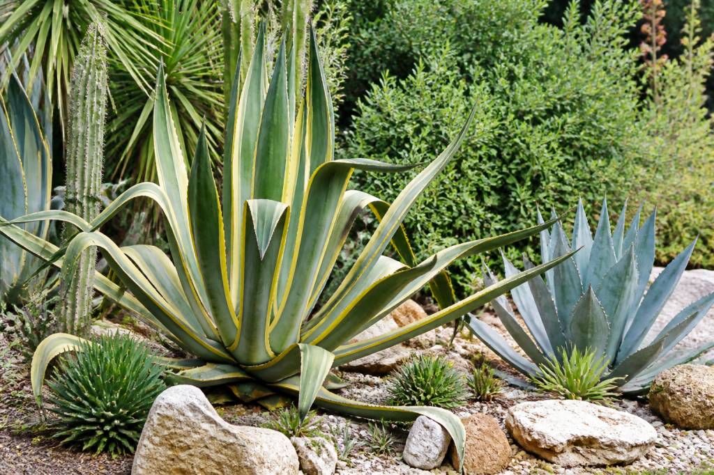Agaves : comment les cultiver et les entretenir au jardin