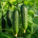 Bienfaits du concombre : 7 raisons de le cultiver et de le consommer au jardin