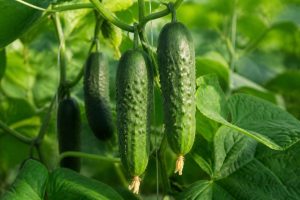 Bienfaits du concombre : 7 raisons de le cultiver et de le consommer au jardin