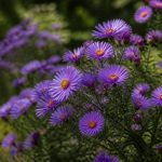 Astère : conseils de culture et d’entretien pour une floraison éclatante au jardin
