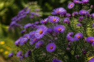 Astère : conseils de culture et d’entretien pour une floraison éclatante au jardin