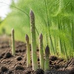 Asparagus : conseils de culture pour une récolte réussie au jardin