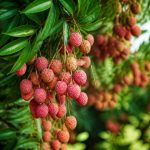 Litchi fruit : conseils pour cultiver et réussir la plantation du litchi au jardin