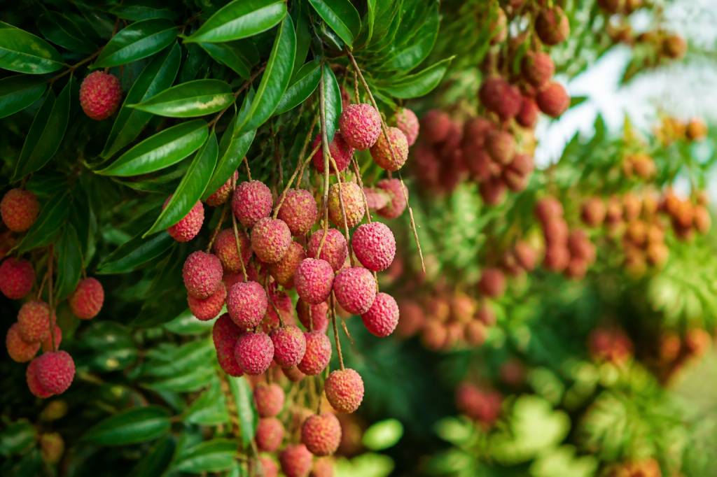 Litchi fruit : conseils pour cultiver et réussir la plantation du litchi au jardin