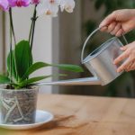 Comment arroser une orchidée pour préserver sa floraison et sa santé