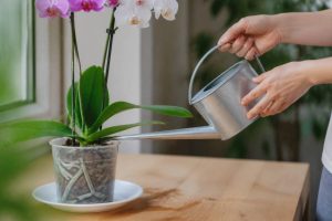 Comment arroser une orchidée pour préserver sa floraison et sa santé