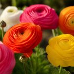 Renoncule : conseils de plantation et d’entretien pour une floraison éclatante