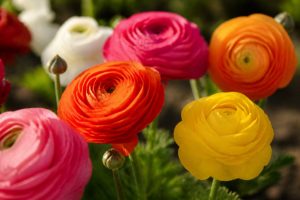 Renoncule : conseils de plantation et d’entretien pour une floraison éclatante