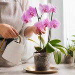 Entretien orchidée : les gestes essentiels pour une floraison durable