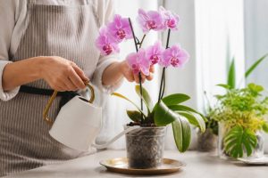 Entretien orchidée : les gestes essentiels pour une floraison durable